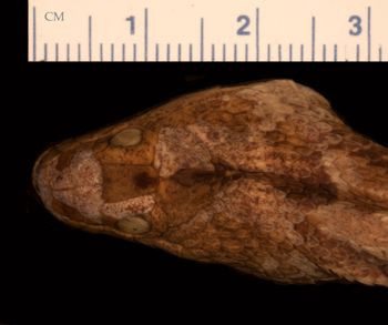 Media type: image;   Herpetology R-21